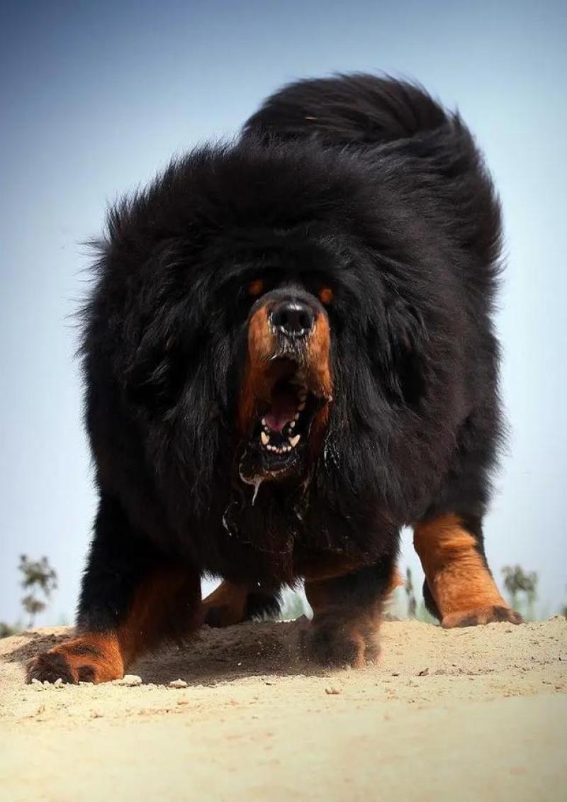 藏獒犬