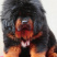 藏獒犬