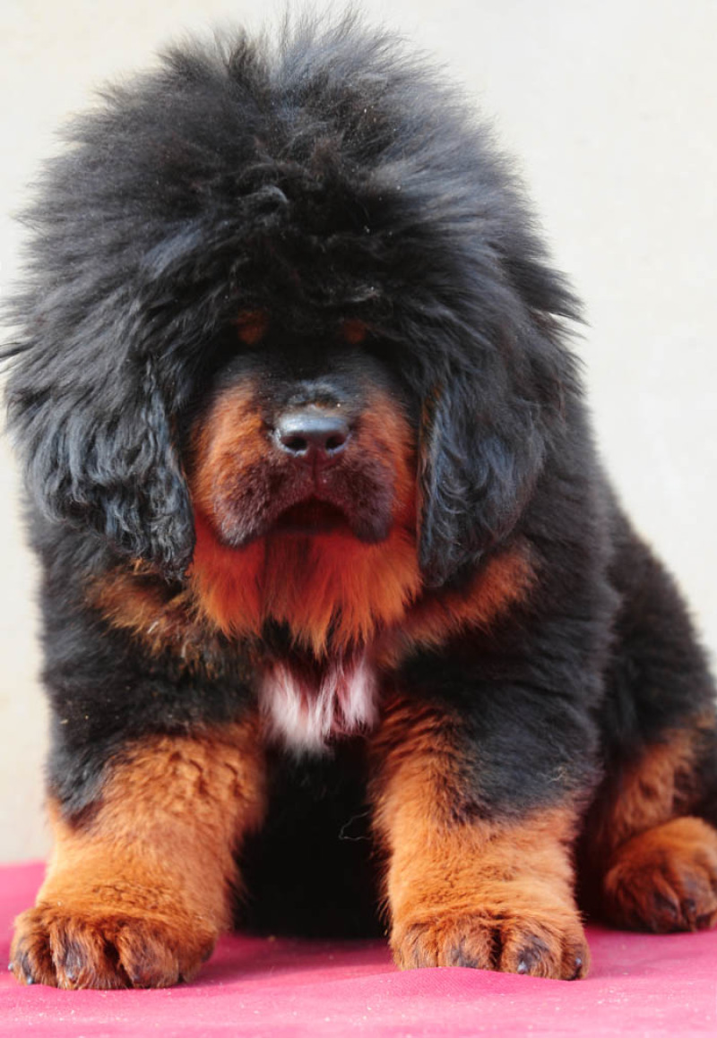 藏獒犬
