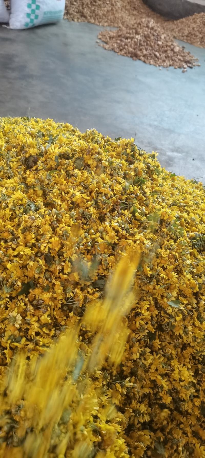 野菊花鲜货
