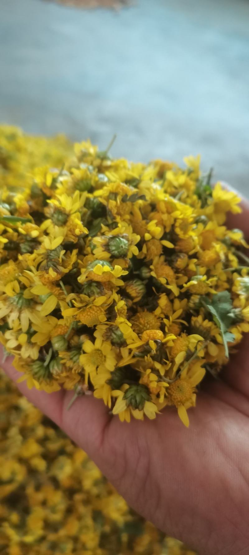 野菊花鲜货