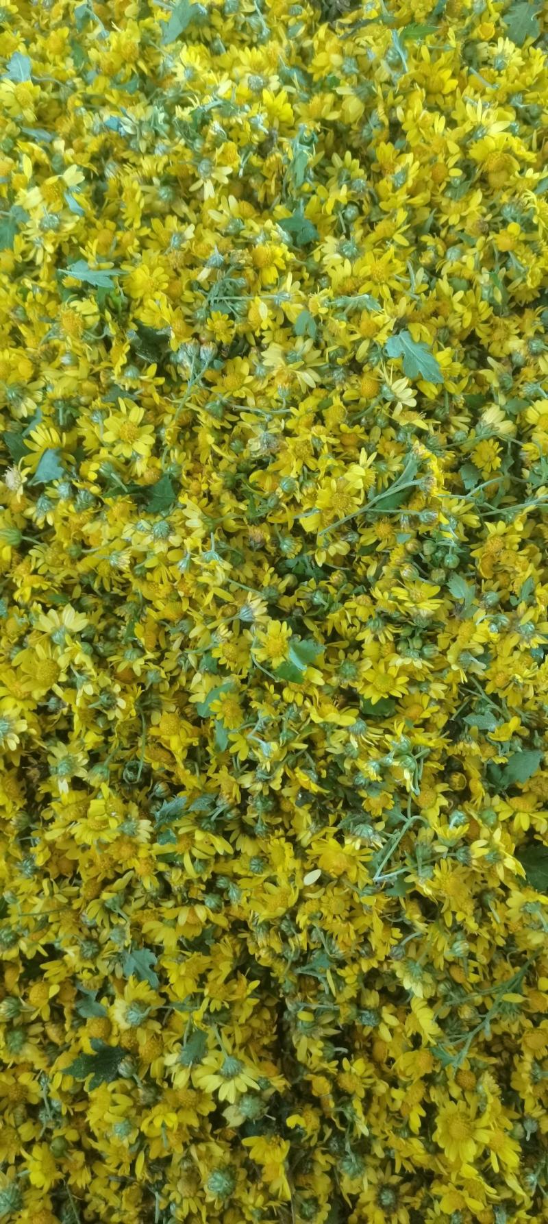 野菊花鲜货
