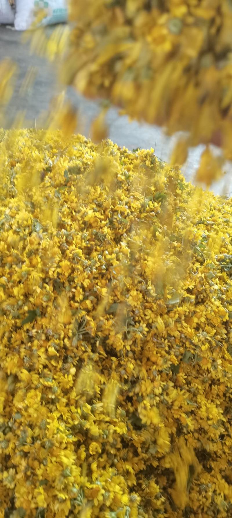 野菊花鲜货