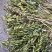 毛慈菇果夹菌种基地直供