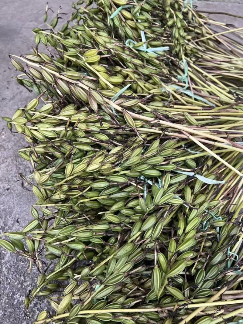 毛慈菇果夹菌种基地直供