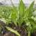毛慈菇果夹菌种基地直供