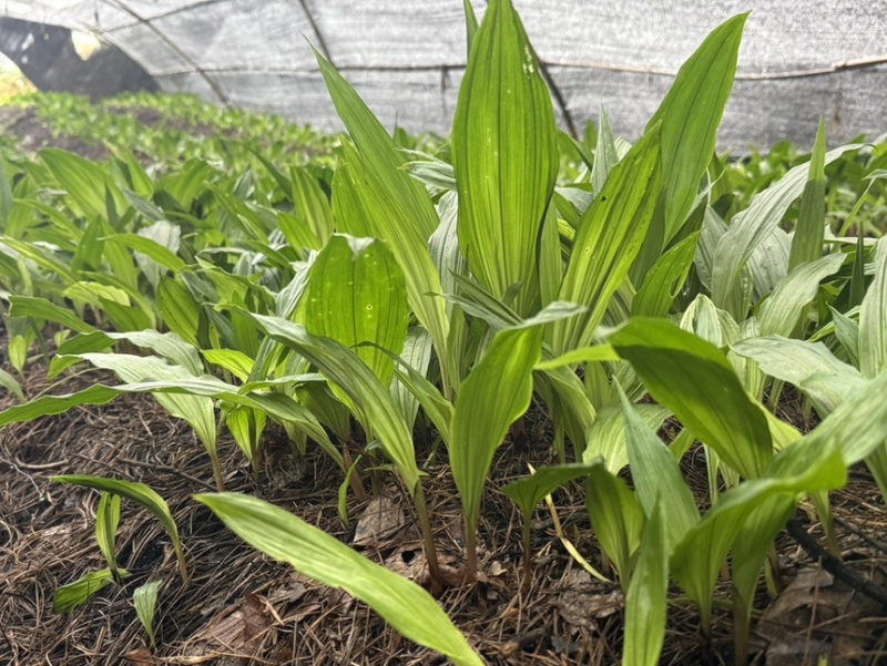 毛慈菇果夹菌种基地直供