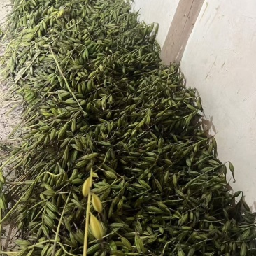 毛慈菇果夹菌种基地直供