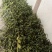 毛慈菇果夹菌种基地直供