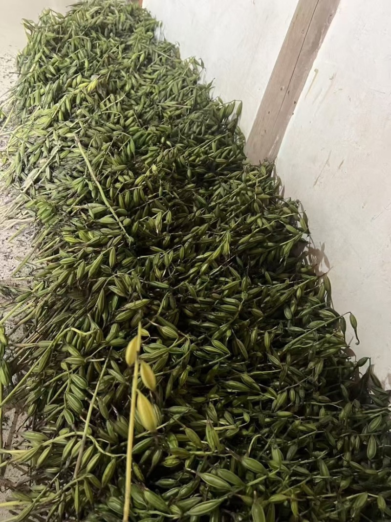 毛慈菇果夹菌种基地直供