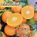 【金秋砂糖橘】广西砂糖橘/永福柑橘/一件代发电商团购