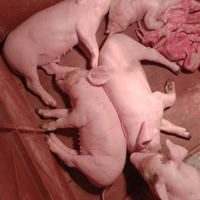 四川自养小猪大量供应，一手货源视频看货欢迎致电