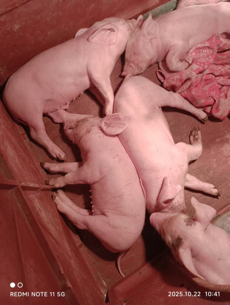 四川自养小猪大量供应，一手货源视频看货欢迎致电