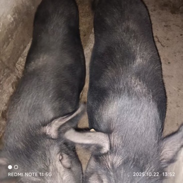 四川自养藏香猪大量有货，一手货源视频看货欢迎致电