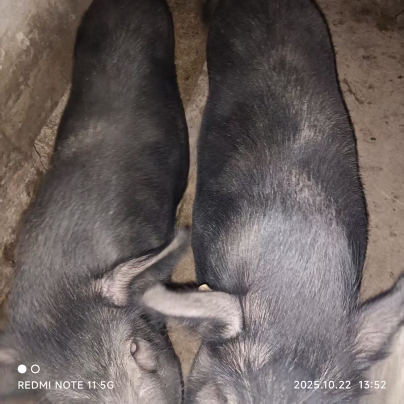 四川自养藏香猪大量有货，一手货源视频看货欢迎致电