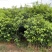 沉香树苗20-100厘米高大批量上市