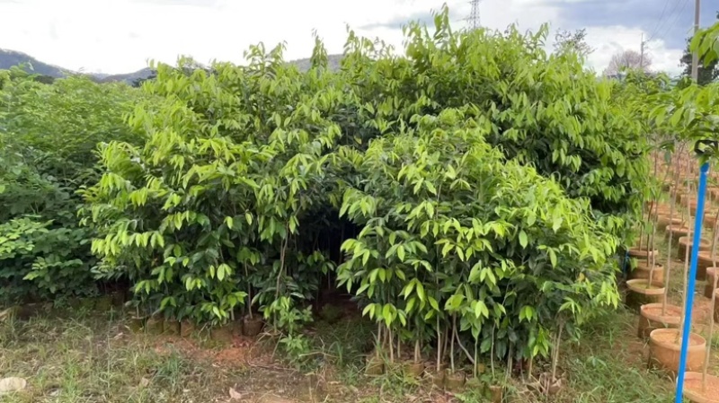 沉香树苗20-100厘米高大批量上市