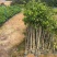 沉香树苗20-100厘米高大批量上市
