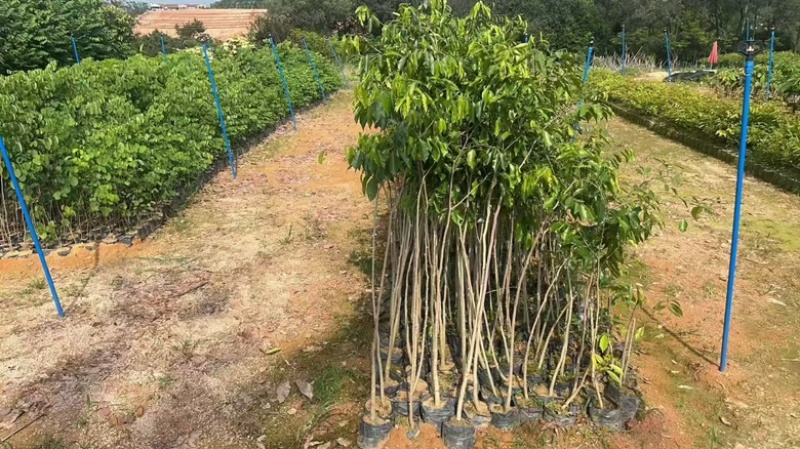 沉香树苗20-100厘米高大批量上市