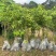 沉香树苗20-100厘米高大批量上市