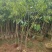 沉香树苗20-100厘米高大批量上市