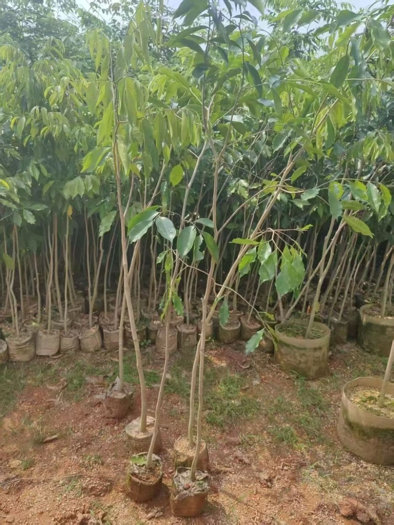 沉香树苗20-100厘米高大批量上市