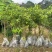 沉香树苗20-100厘米高大批量上市