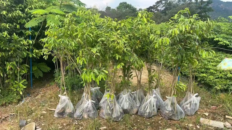 沉香树苗20-100厘米高大批量上市
