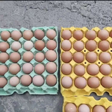 精品一手鸡蛋批发