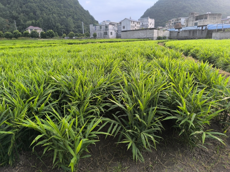 贵州精品二黄姜/九十亩/量大精品/品质好