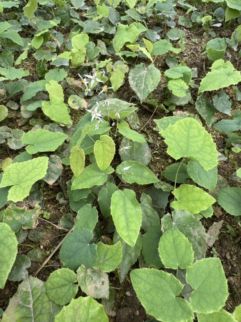 子育苗高萌发柔毛淫羊藿种苗