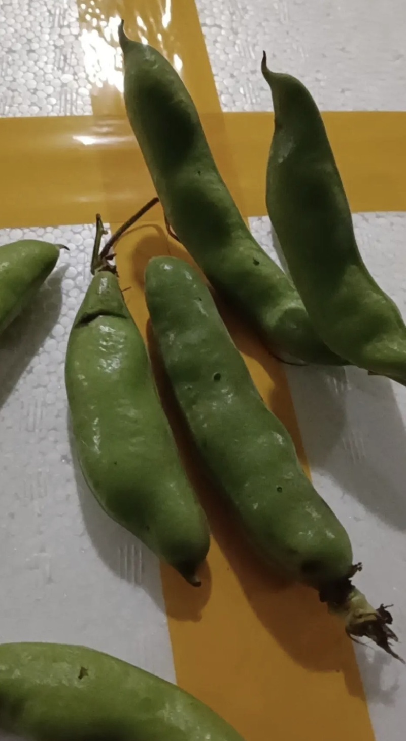 高山绿皮绿米蚕豆自家种植基地保质保量欢迎致电