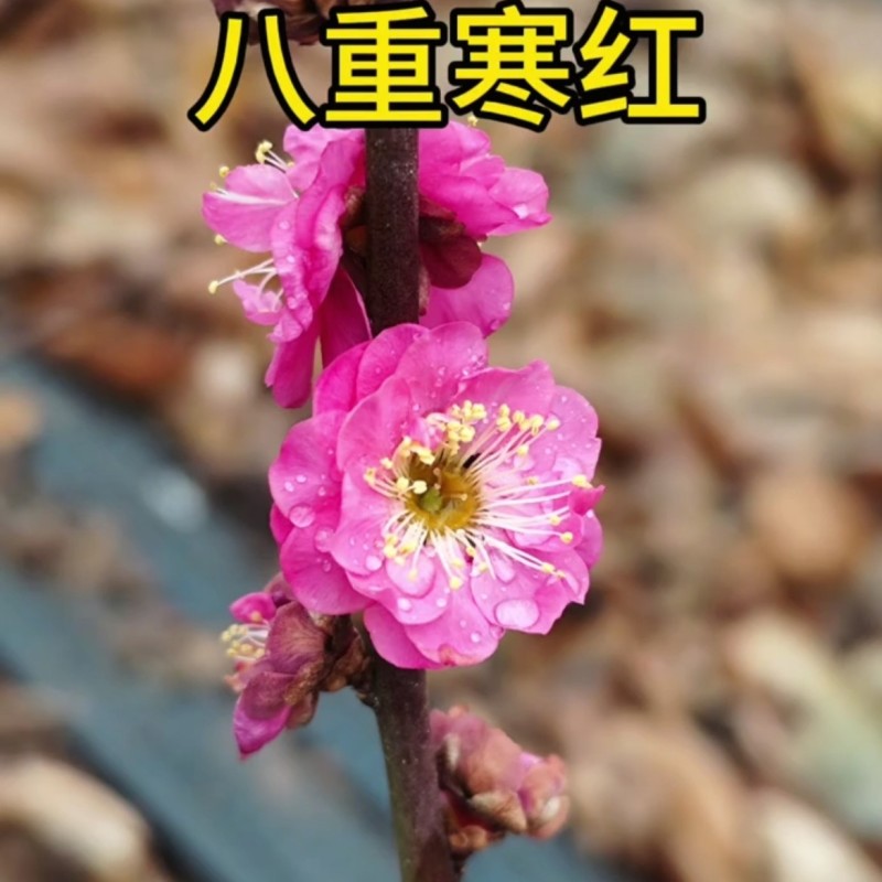 盆栽梅花