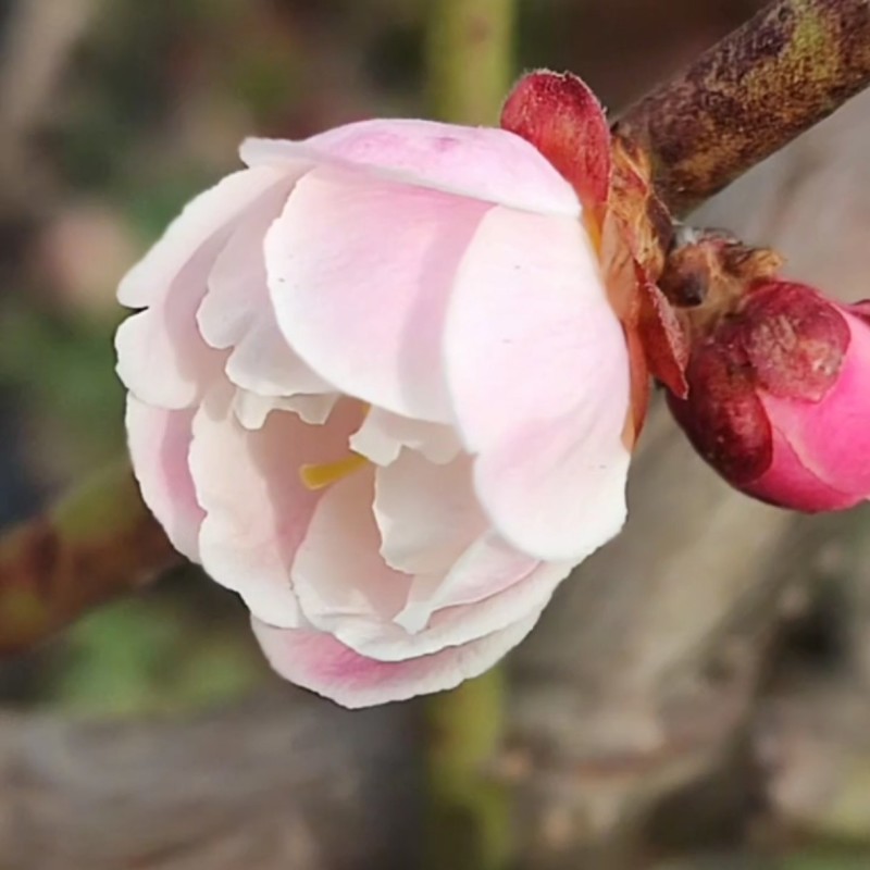盆栽梅花