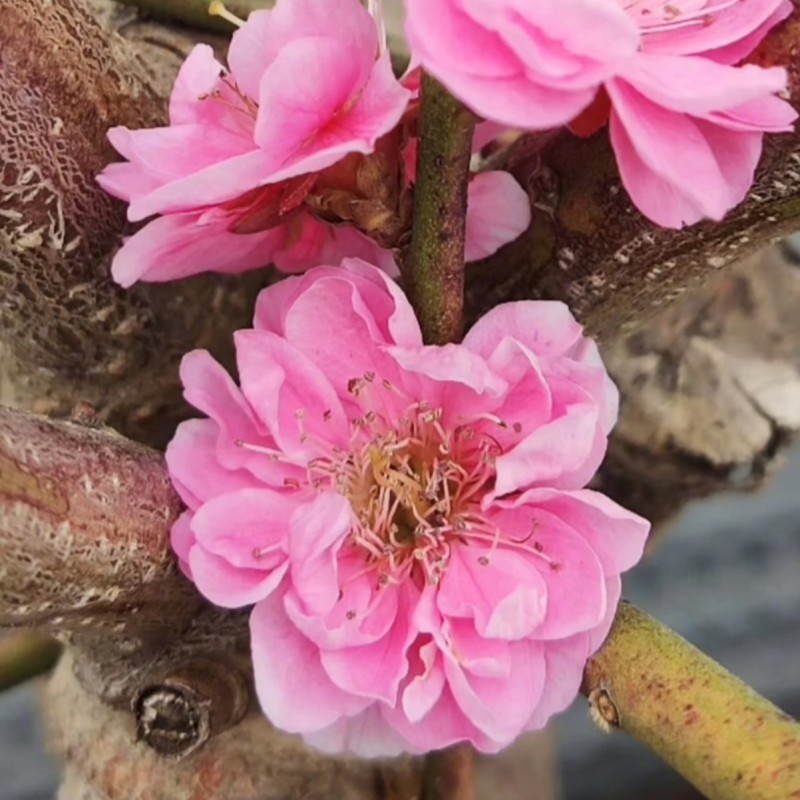 盆栽梅花