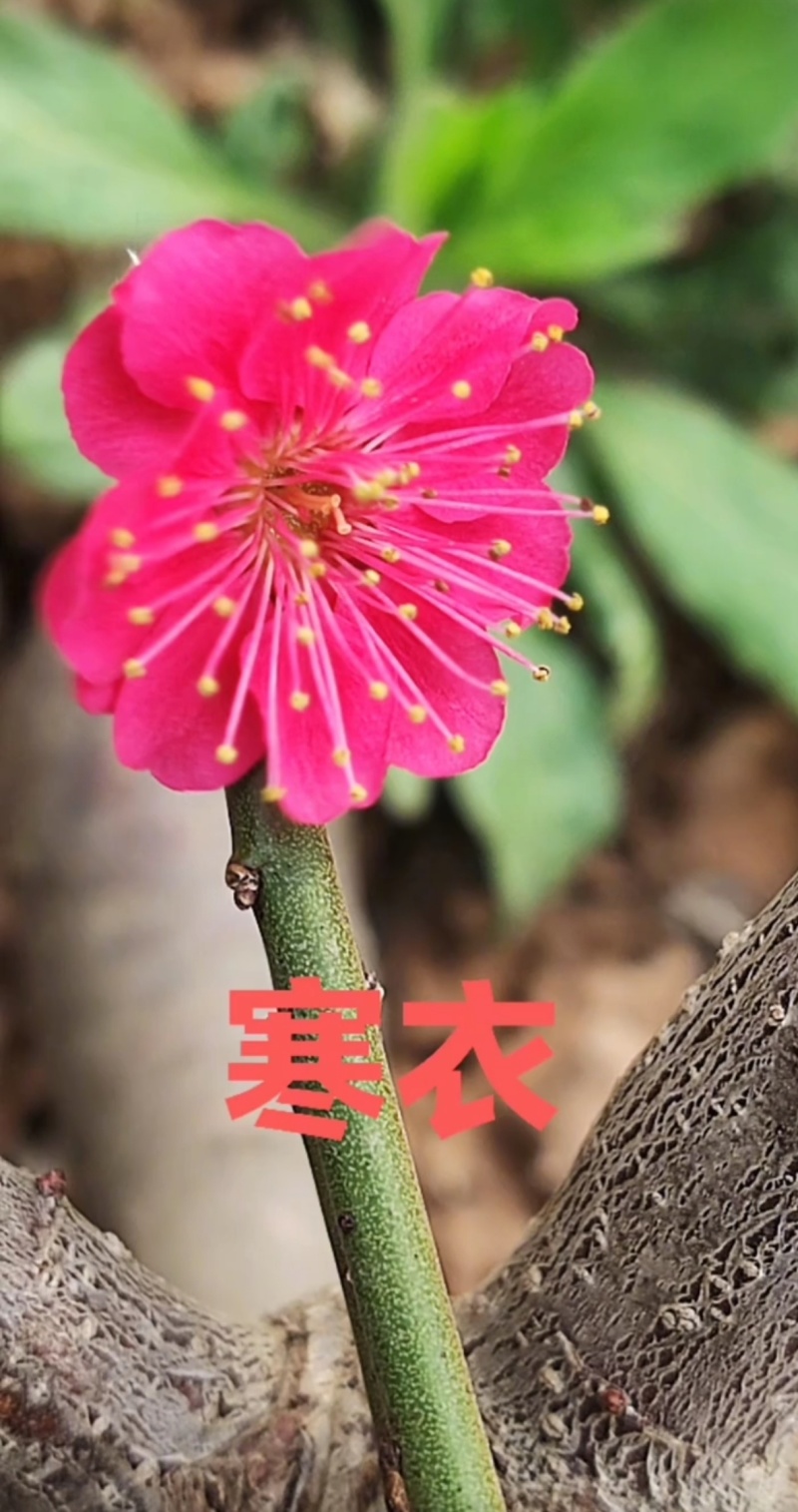 盆栽梅花
