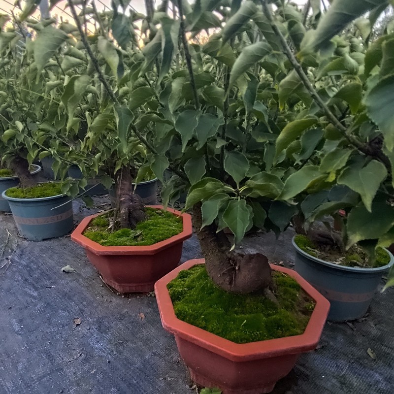盆栽梅花