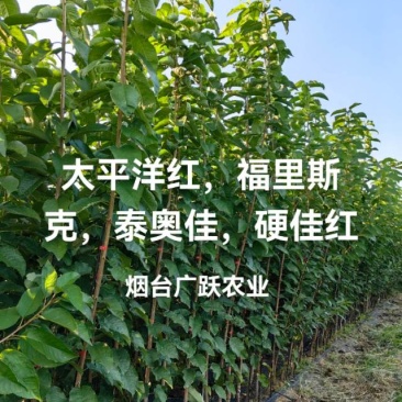 大樱桃苗早熟自花授粉品种