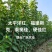 大樱桃苗早熟自花授粉品种