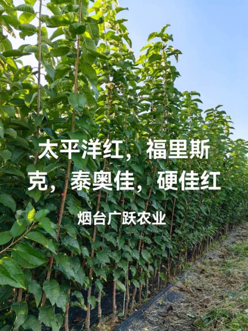 大樱桃苗早熟自花授粉品种