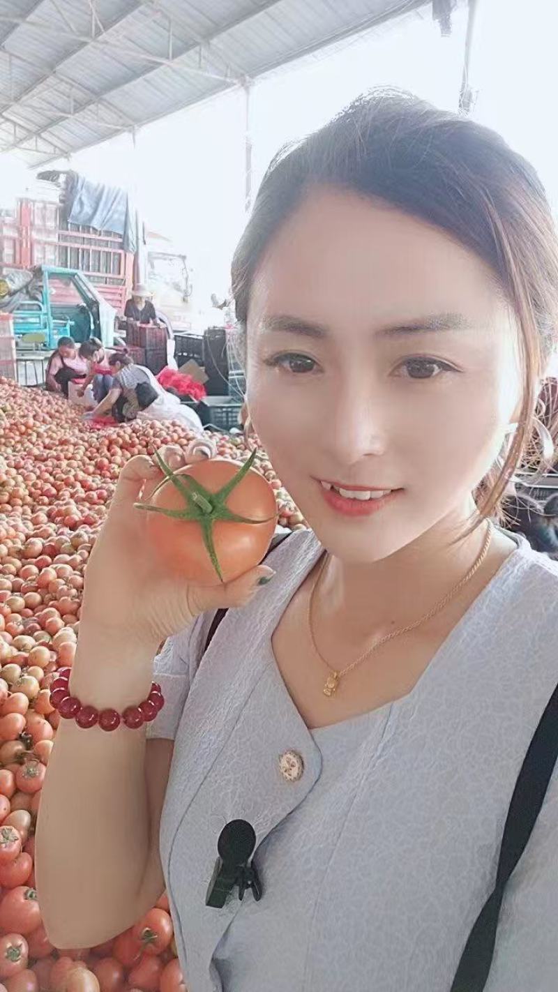 硬粉西红柿大量上市，产地直发，品质保证，服务周到