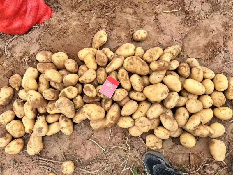 陕北纯沙地土豆V7陇薯七号沃土希森玖恩刘平等