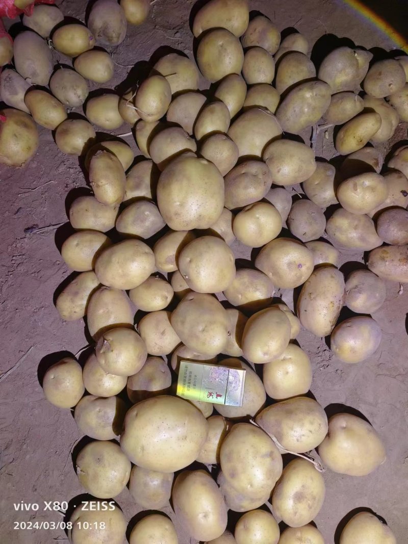 陕北纯沙地土豆V7陇薯七号沃土希森玖恩刘平等