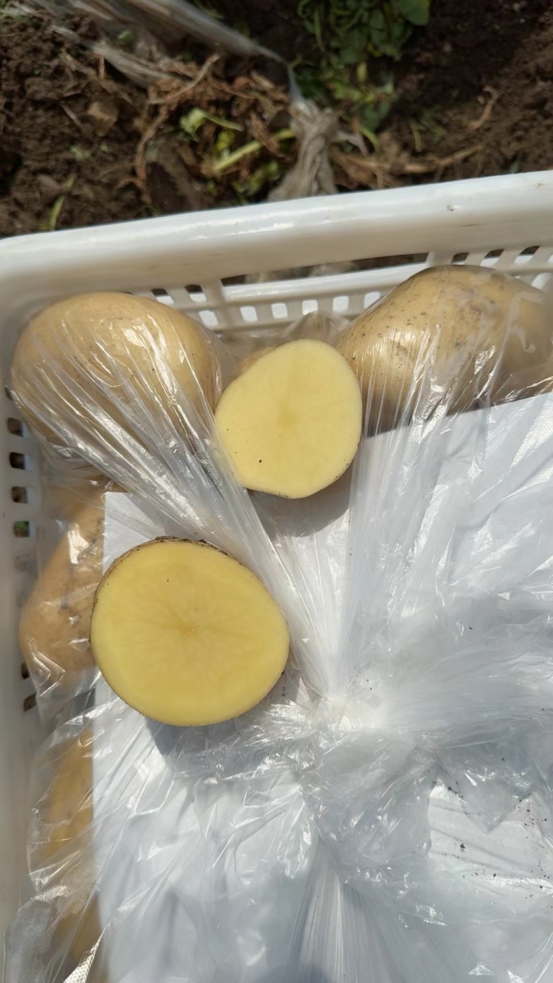 陕北纯沙地土豆V7陇薯七号沃土希森玖恩刘平等