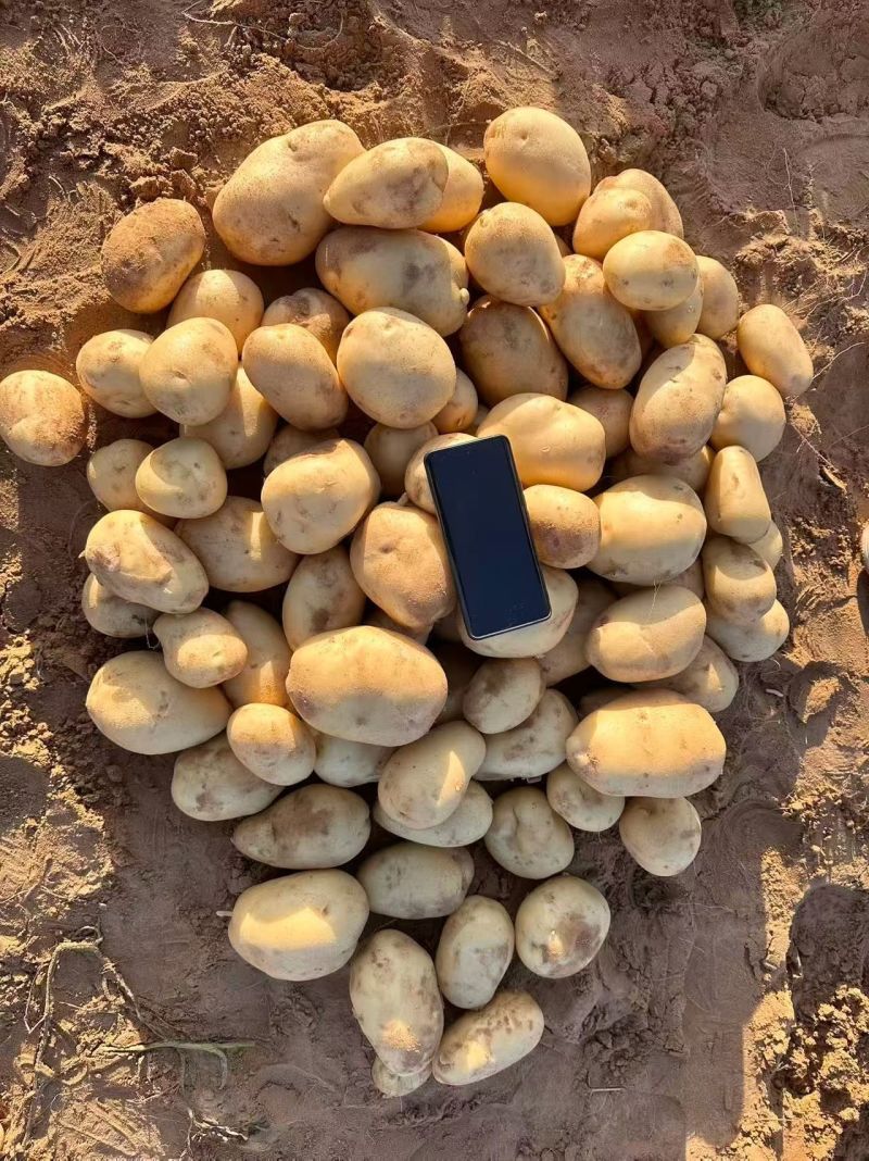 陕北纯沙地土豆V7陇薯七号沃土希森玖恩刘平等