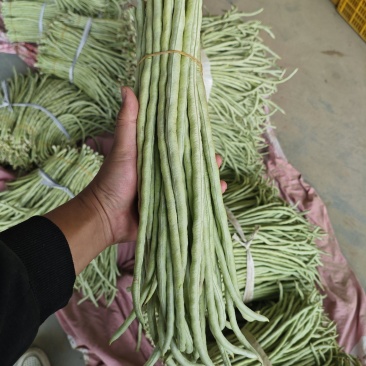 广西横县新鲜白豆角大量有货。