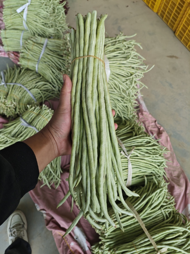 广西横县新鲜白豆角大量有货。