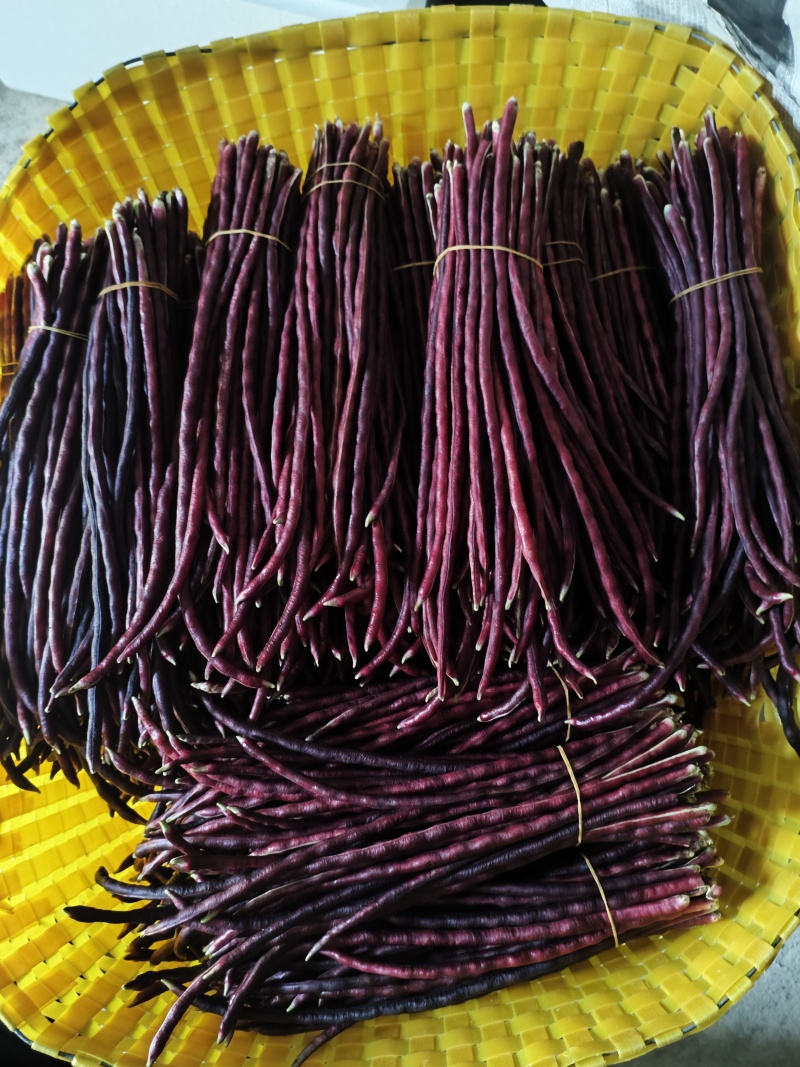 广西横县红豆角欢迎咨询
