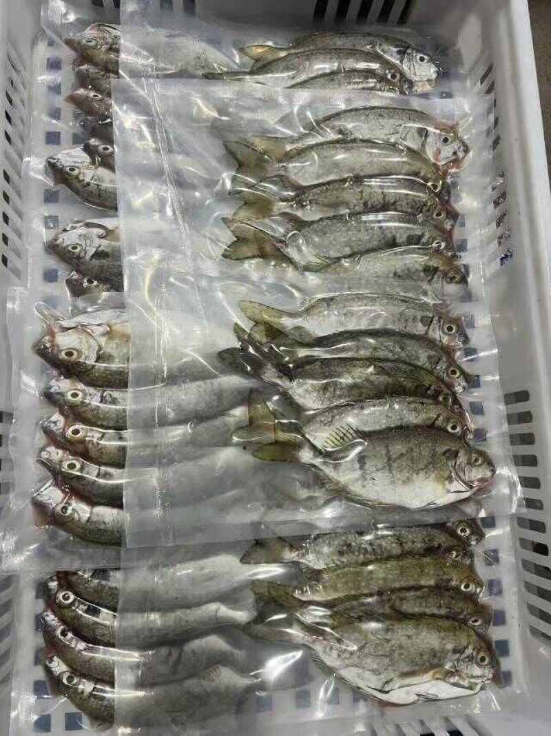 本港泥猛鱼（黄提）3-4条，5-6条，6-7条400g