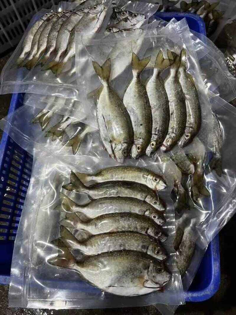 本港泥猛鱼（黄提）3-4条，5-6条，6-7条400g
